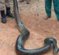 
                  Cobra gigante é resgatada após devorar cachorro