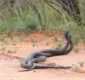 
                  Cobras venenosas são flagradas em intensa 'batalha do amor'