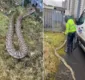 
                  Trabalhadores ficam chocados ao encontrar cobra gigante