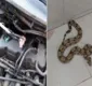 
                  Cobras tiraram o sossego de moradores de bairros de Salvador