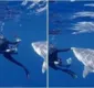 
                  Bióloga dá de frente com tubarão no mar, mas se livra facilmente