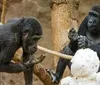 Seria o apocalipse? Chimpanzés aprendem a interagir por videocham