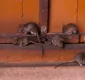 
                  Infestação de ratos em fazendas: três pessoas são internadas