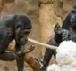 
                  Seria o apocalipse? Chimpanzés aprendem a interagir por videocham