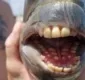 
                  Pescador captura peixe com 'dentes humanos' e choca a internet