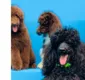 
                  Feira de adoção de cães e gatos é realizada neste sábado (28)
