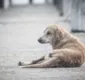 
                  Projeto da Nova Lapa traz dicas sobre cuidados com os cães