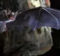 
                  Idoso morre após ser mordido por morcego enquanto dormia