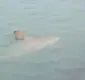 
                  Tubarão assusta banhistas em SC: 'Passou do meu lado'
