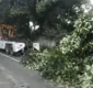 
                  Árvore cai e interdita via do bairro de São Marcos