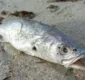 
                  Peixes são encontrados mortos em Saubara e Inema apura causas