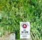 
                  Plantação de maconha é descoberta em quintal de casa em Catu