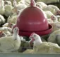 
                  Brasil registra recorde no abate de frangos em 2021