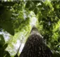 
                  Amazônia terá sistema de dados sobre gases de efeito estufa