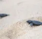 
                  Salvador inicia ação de proteção para tartarugas marinhas