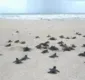 
                  Filhotes de tartaruga são soltos em reserva ambiental baiana