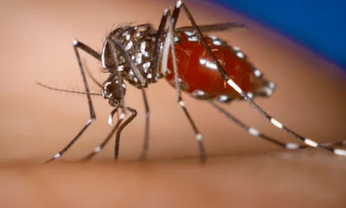 
				
					Cepa da dengue mais disseminada no mundo é encontrada no Brasil
				
				