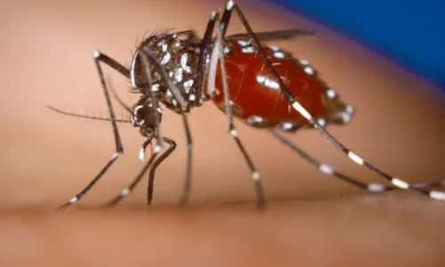 
				
					Casos de dengue aumentam 113,7% nos quatro primeiros meses de 2022
				
				