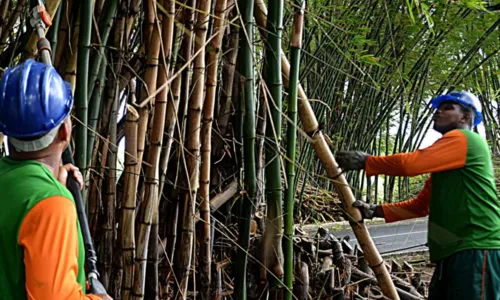
				
					Prefeitura inicia intervenção no bambuzal do aeroporto de Salvador
				
				