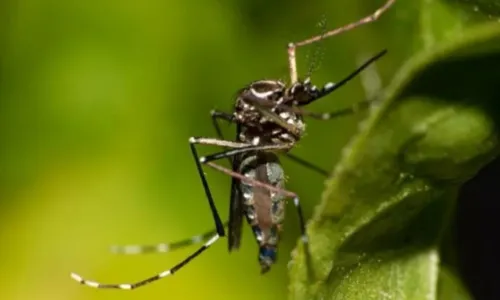 
				
					Casos de dengue caem 4,6% na Bahia, mas zika e chikungunya crescem
				
				