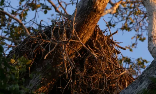 
				
					Ave rara na Bahia, harpia é encontrada em fazenda no sul do estado; confira fotos
				
				