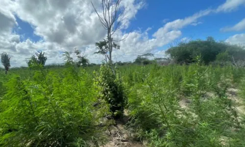 
				
					Plantação de 85 mil pés de maconha é encontrada em Juazeiro
				
				