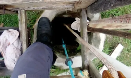 
				
					Filhote de gato é resgatado após cair em poço de 7 metros de profundidade na Bahia
				
				