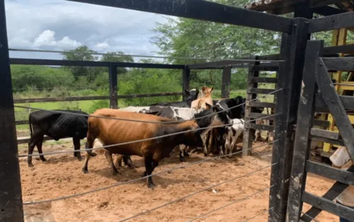 
				
					Bahia inicia vacinação contra aftosa com inversão na faixa etária dos animais; saiba detalhes
				
				