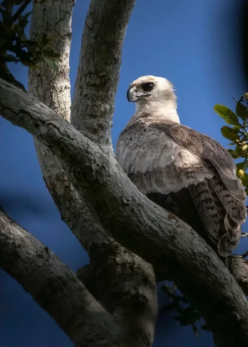 
				
					Ave rara na Bahia, harpia é encontrada em fazenda no sul do estado; confira fotos
				
				