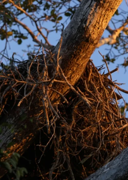 
				
					Ave rara na Bahia, harpia é encontrada em fazenda no sul do estado; confira fotos
				
				