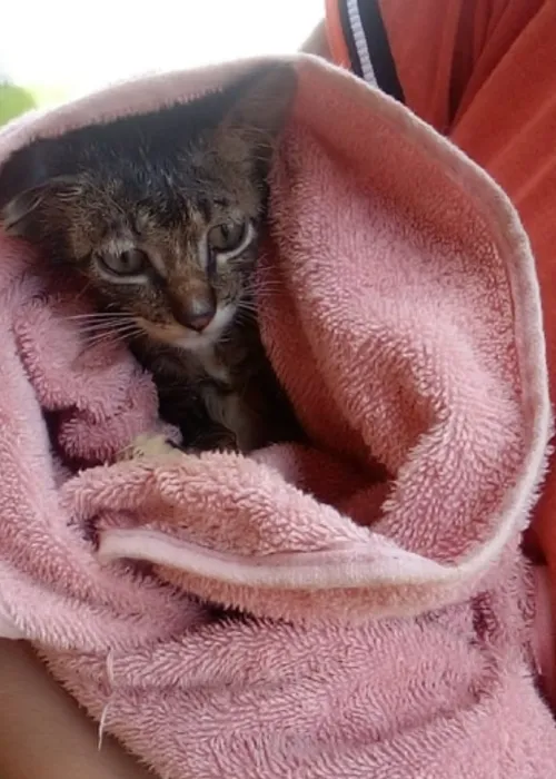 
				
					Filhote de gato é resgatado após cair em poço de 7 metros de profundidade na Bahia
				
				