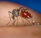 
                  Cepa da dengue mais disseminada no mundo é encontrada no Brasil