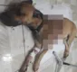 
                  Cachorro tem facão cravado nas costas após morder mão de homem na Bahia