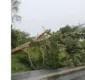 
                  Árvore cai e trecho de rodovia é interditado no sul da Bahia