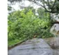 
                  Queda de árvore interdita Estrada da Rainha, em Salvador