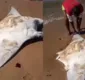 
                  Espécie de raia ameaçada de extinção é capturada e morta em praia