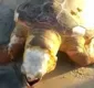 
                  Tartaruga morre após ficar presa em corda em praia de Ilhéus