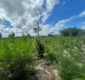 
                  Plantação de 85 mil pés de maconha é encontrada em Juazeiro