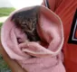 
                  Filhote de gato é resgatado após cair em poço de 7 metros de profundidade na Bahia