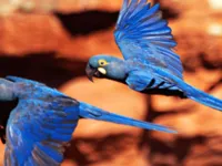 Empresa especializada em turismo de natureza realiza trilha de observação de aves na Bahia; veja detalhes