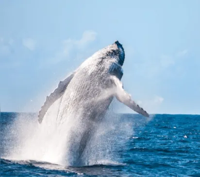 
		Temporada de baleias jubartes promete estimular turismo em Prado-Ba