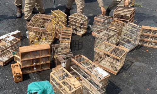 
				
					Operação resgata 160 animais silvestres comercializados em feira na Bahia
				
				