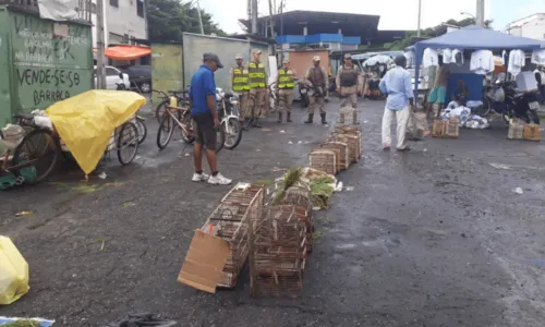 
				
					Operação resgata 160 animais silvestres comercializados em feira na Bahia
				
				