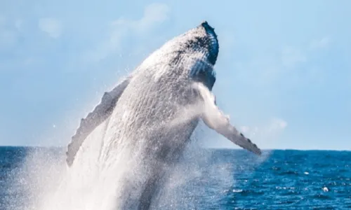 
				
					Temporada de baleias jubartes promete estimular turismo em Prado-Ba
				
				