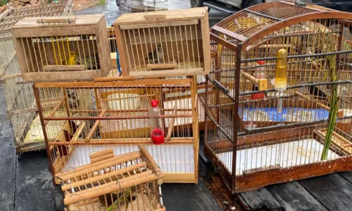 
				
					Mais de 100 pássaros são resgatados e 11 suspeitos são detidos durante operação na 'Feira do Rolo'
				
				