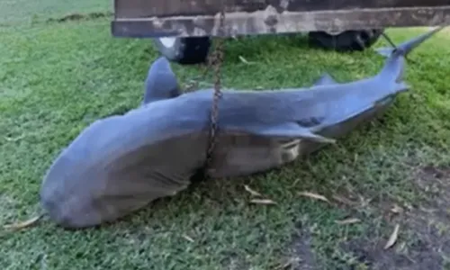 
				
					Tubarão com mais de 3 metros é achado morto e sem cauda no sul da Bahia
				
				