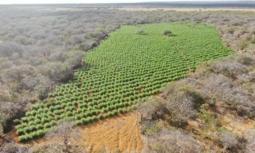 
				
					'Operação Terra Limpa': mais de 400 mil pés de maconha são destruídos no norte da Bahia
				
				