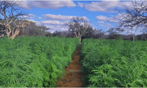 
				
					'Operação Terra Limpa': mais de 400 mil pés de maconha são destruídos no norte da Bahia
				
				