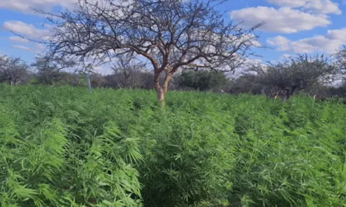 
				
					'Operação Terra Limpa': mais de 400 mil pés de maconha são destruídos no norte da Bahia
				
				