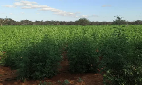 
				
					Plantação com 90 mil pés de maconha é destruída no norte da Bahia
				
				